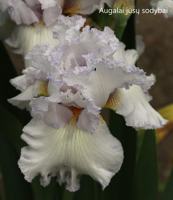 Vilkdalgis (Iris) 'Queen of Angels'